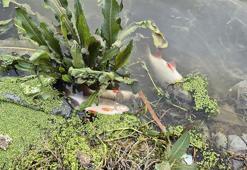 İstanbul'da gölette yosun patlaması! Onlarcası ölü halde kıyıya vurdu