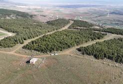 İtiraf ederken sesi titremedi: Eskişehir'de genç kadını boğdu, 2 gün art arda benzin döküp yaktı