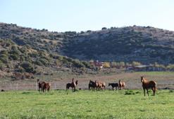 Şanlıurfa, Bursa ve Adana'da yetişenler bambaşka oluyor! Kozan'da en ucuzu 1 milyon liradan başlıyor