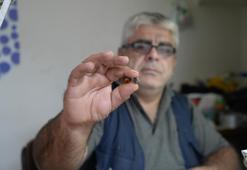 Bayburt'ta doğada toplarken rastladı: Atölyede kesim sırasında gerçeği anladı