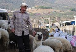 Aydın'da karantina tüm meraları boşalttı!