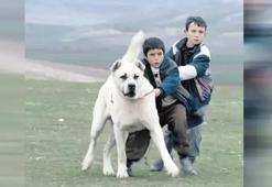 Sivas filmini ücretsiz erişme açtı