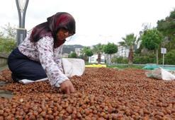 Giresun'da fındık için umutlar yeni yıla kaldı!