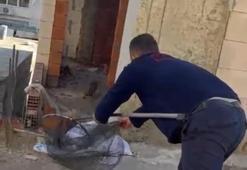 İtfaiye asansörde kalan kedi için seferber oldu!