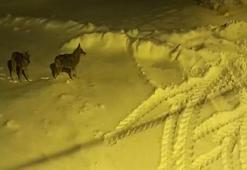 Sivas'ın bu köyüne acil köpek lazım! Köylüler dışarı çıkmaya korkuyor