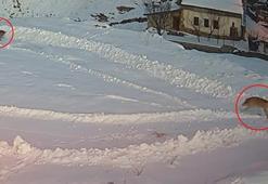 Sivas'ın bu köyüne acil köpek lazım! Köylüler dışarı çıkmaya korkuyor