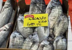 Kocaeli'de tezgahlarda balık azaldı! Fiyatlar uçtu: Hamsinin kilosu 500 liraya dayandı