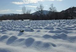 Kar örtüsünün altında hasat yapılıyor! Dondurucu soğuklardan etkilenmeden tezgahlara geliyor