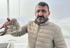 Hakkari'de yürek burkan manzara! Kuş konduğu yerde dondu