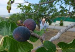 İncir ihracatı kazandırıyor! Kilogram başına 1 dolarlık değer artışı oldu