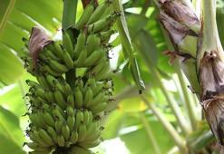 Antalya'da bu hafta yıkım başlıyor: Mantar gibi çoğaldı, çok hızlı su tüketiyor!