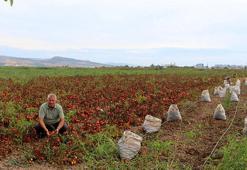 Girdi maliyetleri üreticiyi vurdu! Bursa'da kırmızı alarm verildi: Çekilmek zorunda kalacağız