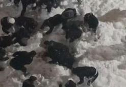 Çatıdan düşen kar kütlesinin altında kalan öğrenci yaralandı