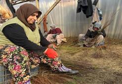 Topraktan servet fışkırıyor! Bursa'da üretiliyor, tüm dünyaya gönderiliyor