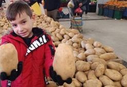 Manisa Sarıgöl'de dev patatesler ilgi odağı oldu