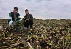 Denizin dibinden çıktı, Hatay sahilini doldurdu: Her kış geliyor