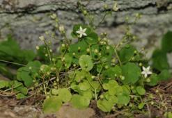 İzmir'e özgü bitki keşfedildi: 1400 metrede yetişiyor! Yıldız yapraklar ilk kez görüldü