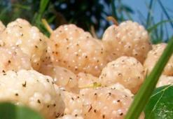 Erzincan'da üreticiye yeni gelir kapısı! Yüzde 50 hibe desteğiyle kurulacak: Başvurular başladı