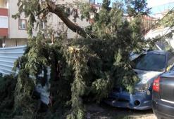 Facianın eşiğinden dönüldü! Dev ağaç otomobillerin üzerine devrildi