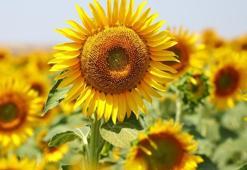 Adana’da çiftçiye büyük destek! Atıl arazilere ayçiçeği ekilecek: Kazanç katlanıyor