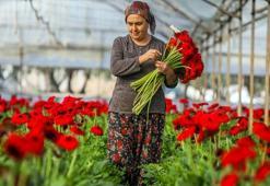 Antalya'dan tüm Avrupa'ya gönderiliyor! Hollanda, Almanya ve İngiltere sıraya girdi