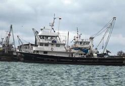 Hamsi, istavrit, palamut değil lüfer balıkçılara ters köşe yaptı, bilerek ağa gelmiyor