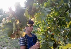 Karadeniz fındığına rakip! Destek bekliyorlar