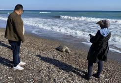 Mersin'de korkutan görüntü! İki günde 2'si de telef oldu!