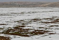 Adana’da çiftçinin yüzü gülüyor! Bu yıl ikinci ve üçüncü ürün ekilebilecek