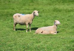 Bursa Büyükşehir'den dev destek: Proje hayata geçiyor