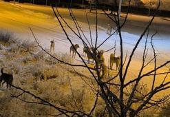 Kayseri Tomarza’da sokak köpeğinin saldırısına uğrayan çocuk yaralandı