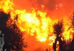 Antalya Serik'te orman yangını çıktı