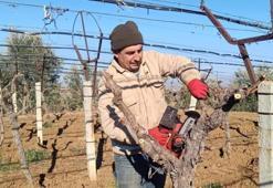 Manisa'da 8 dekar alana Avrupa'nın aradığı tohumu ekti! Tarlada her şeyi söktü attı