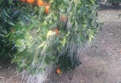 Adana'da görülmemiş hava olayı! Portakal ağaçları buz tuttu