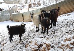 Adana'da artık gündüz bile görülüyor: Rakım fark etmeden saldırıyorlar