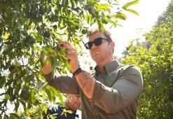 Coğrafi işaretli Bodrum Mandalini Türkiye'nin dört bir yanına ulaşıyor