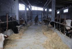 Adana'nın yeni sorunu oldu! Hayvan üreticilerinin başı dertte