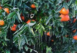 Türkiye'nin narenciye deposunu 'don' vurdu! Fiyatlar artacak, yüzde 30 zam yolda