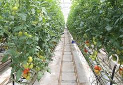 Kayseri'de atıktan dev kazanç! Hem elektrik hem de 450 ton domates üretiliyor