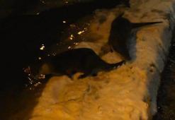 Gümüşhane Harşit Çayı’nda nesli tehlike altındaki su samurları görüntülendi