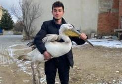 Afyonkarahisar’da sokakta gezerken pelikan buldu! Yanına yaklaşınca gerçek ortaya çıktı