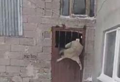 Sivas’ta ahıra girince olanlar oldu! Köpekle başladı: Köy grubuna attım