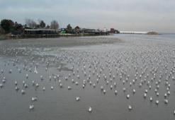 İstanbul'da deniz suyu 200 metre çekildi: Silivri ve Avcılar'da panik!