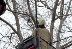 İstanbul'da güvercin operasyonu: İtfaiye müdahale etti!