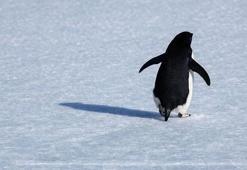 Nihilist Penguen olayı nedir, ne anlama geliyor? Nihilist penguenin hikayesi nedir?