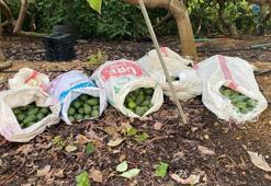 Alanya'da avokado operasyonu! Bahçedeki fener ışığını gören mülk sahibi jandarmaya haber verdi