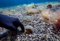 Umut oldu! Pinalar son sığınağı Marmara'da çoğalıyor
