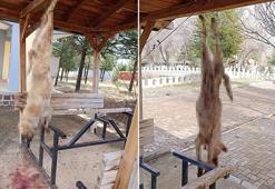 Afyon'da işkence edilerek öldürülen köpekle ilgili çok yönlü soruşturma