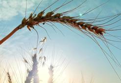 Malatya'da hangi ürüne hibe desteği verilecek? İlçe ilçe açıklandı