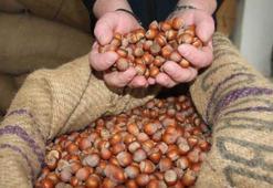 Üreticinin gözü kulağı buradaydı! Fındıkta beklenmedik tablo